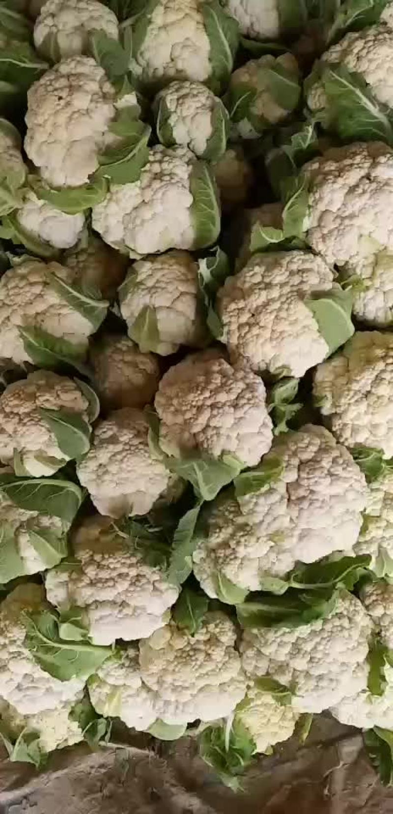 精品花菜