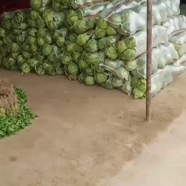 甘蓝