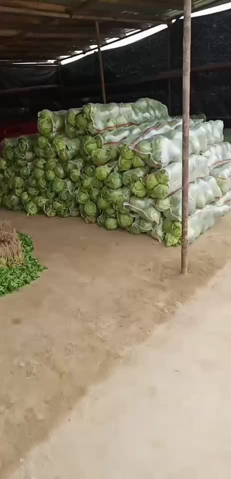 甘蓝