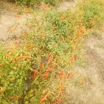 新鲜小辣椒
