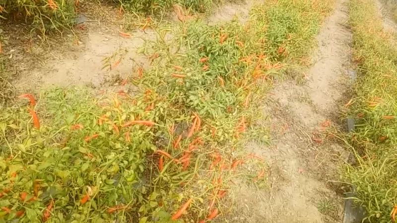 新鲜小辣椒