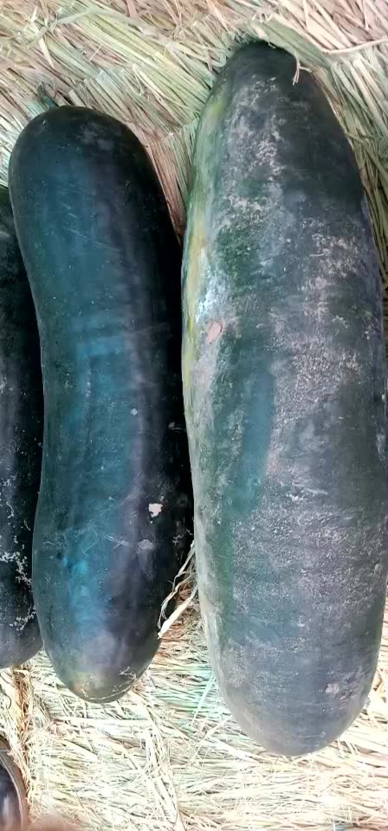 黑皮地冬瓜