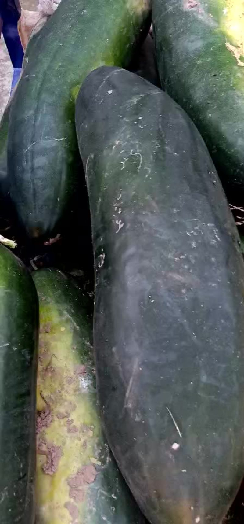 黑皮地冬瓜