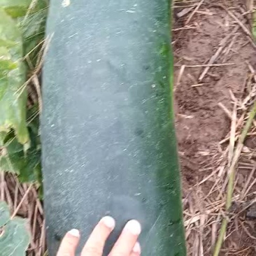 黑皮地冬瓜