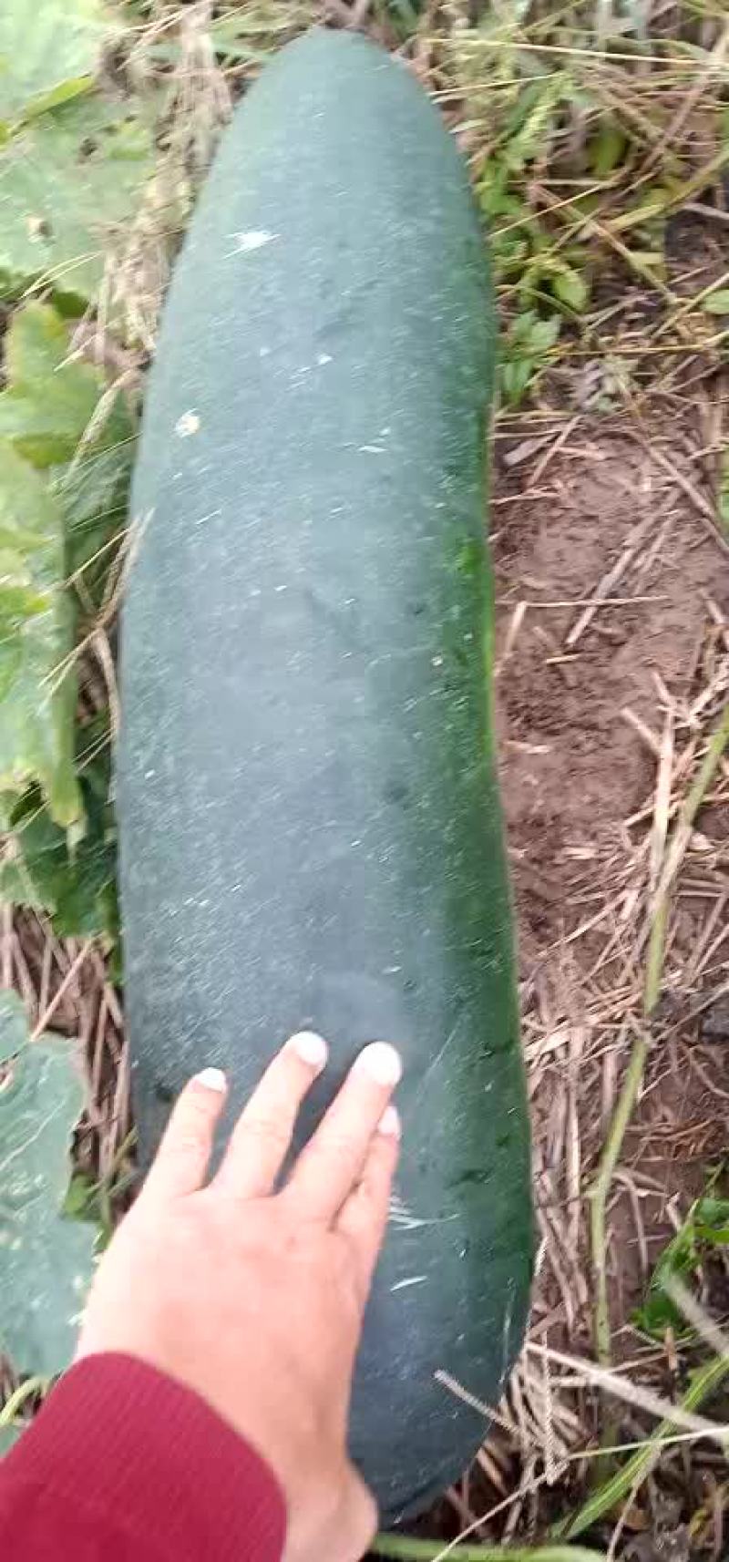 黑皮地冬瓜