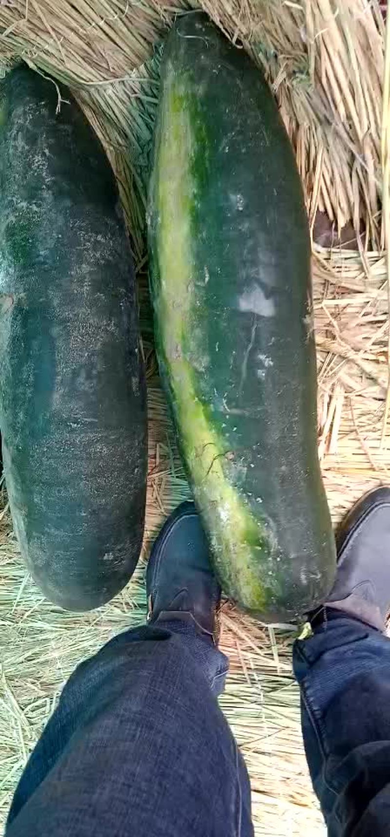 黑皮地冬瓜
