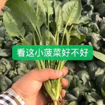 大叶菠菜大量上市