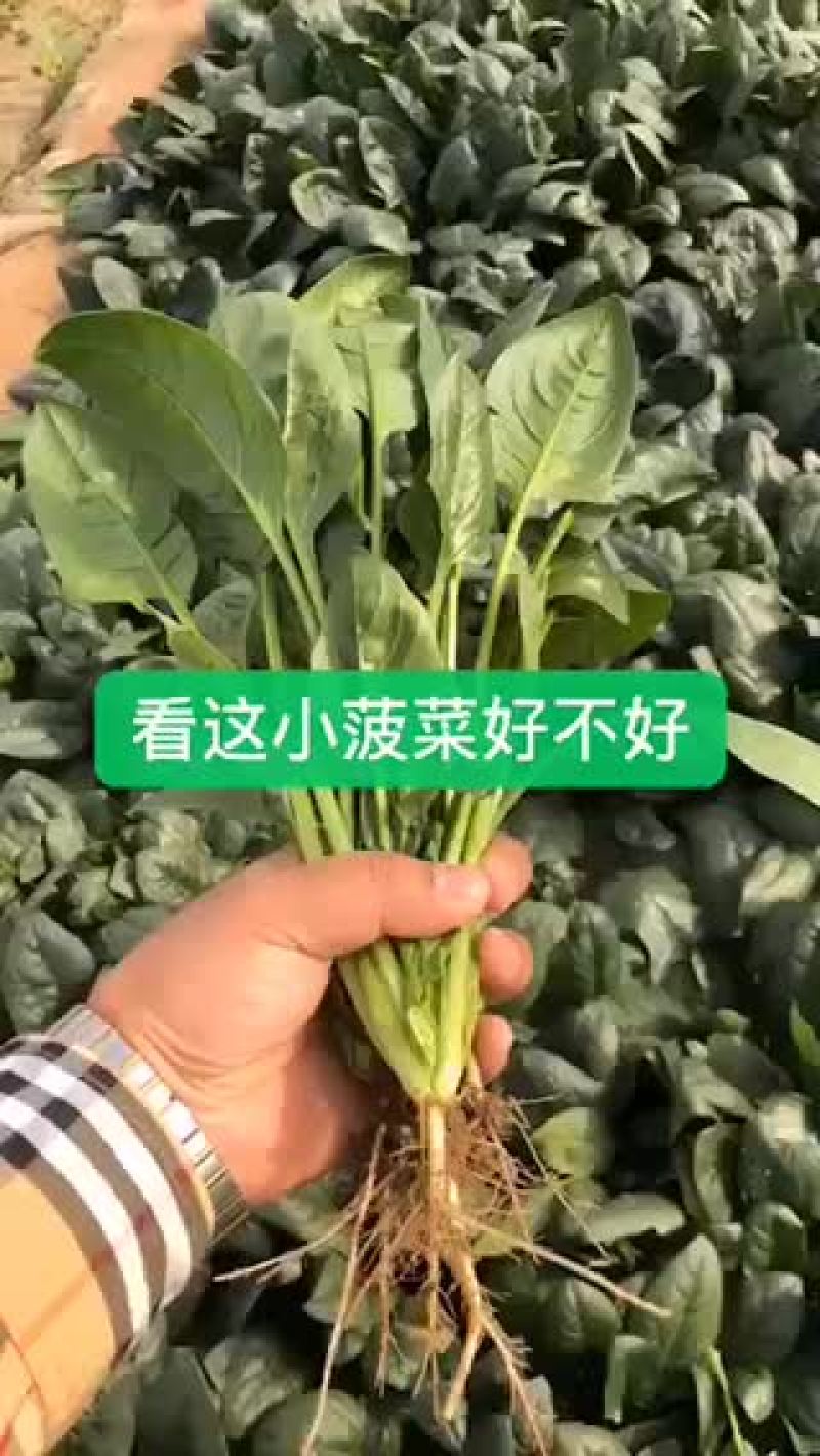 大叶菠菜大量上市