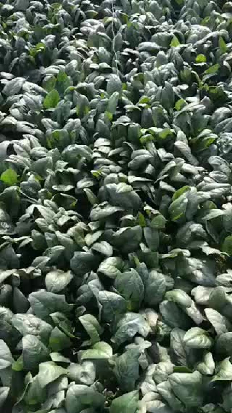 大叶菠菜大量上市