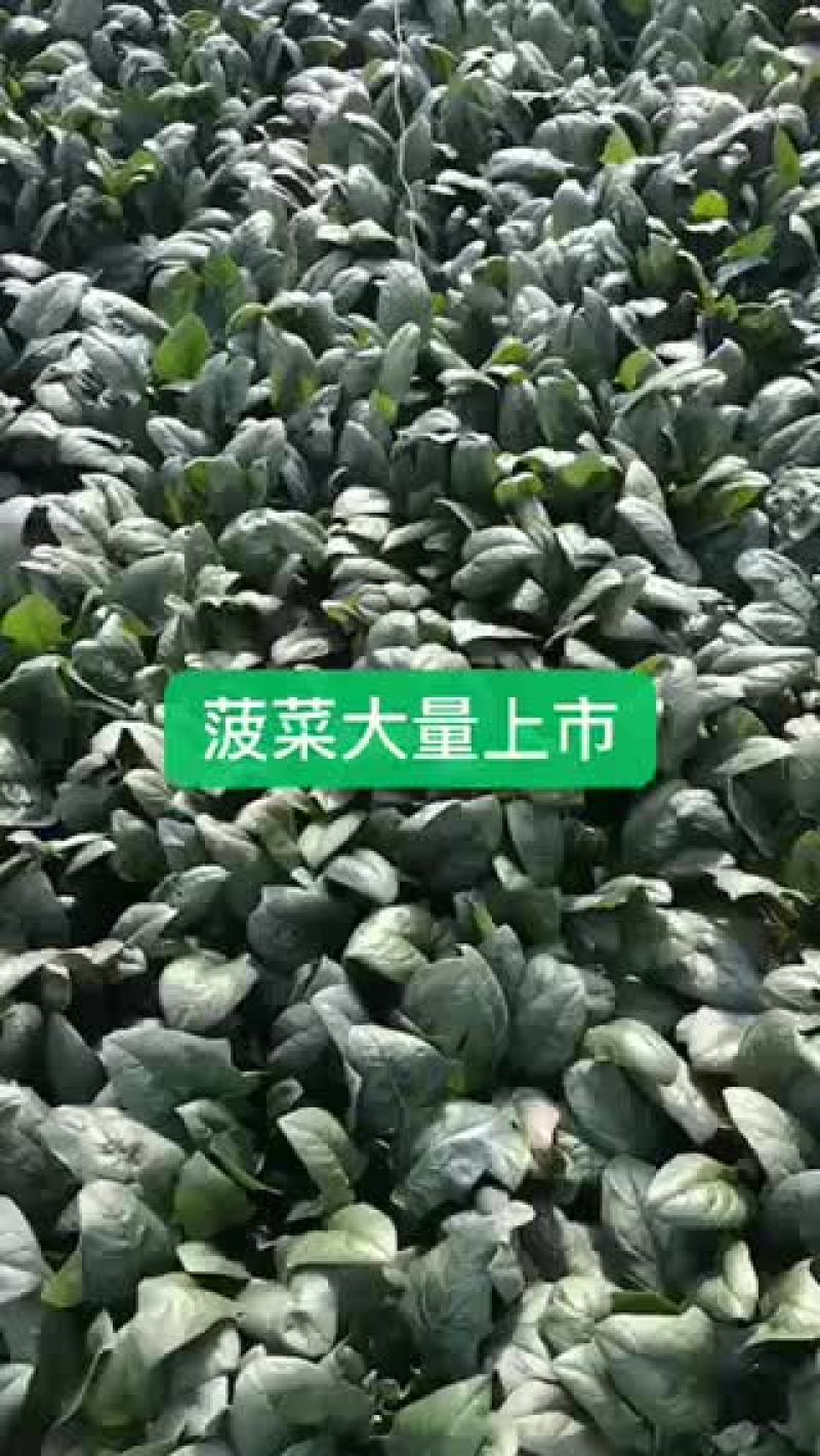 大叶菠菜大量上市