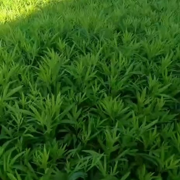 芦篙
