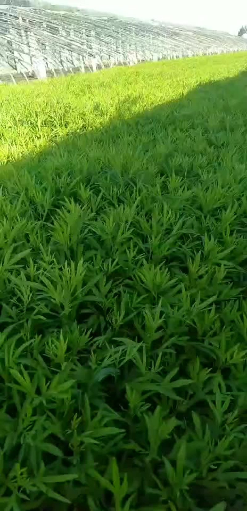 芦篙