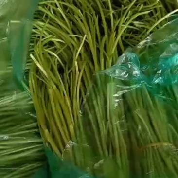 芦蒿