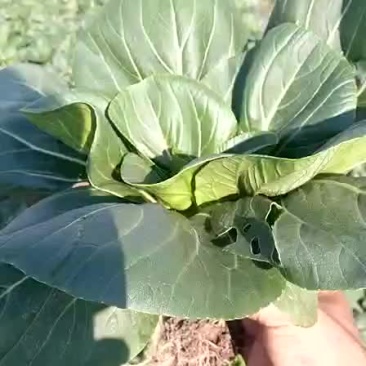 矮脚黑青菜