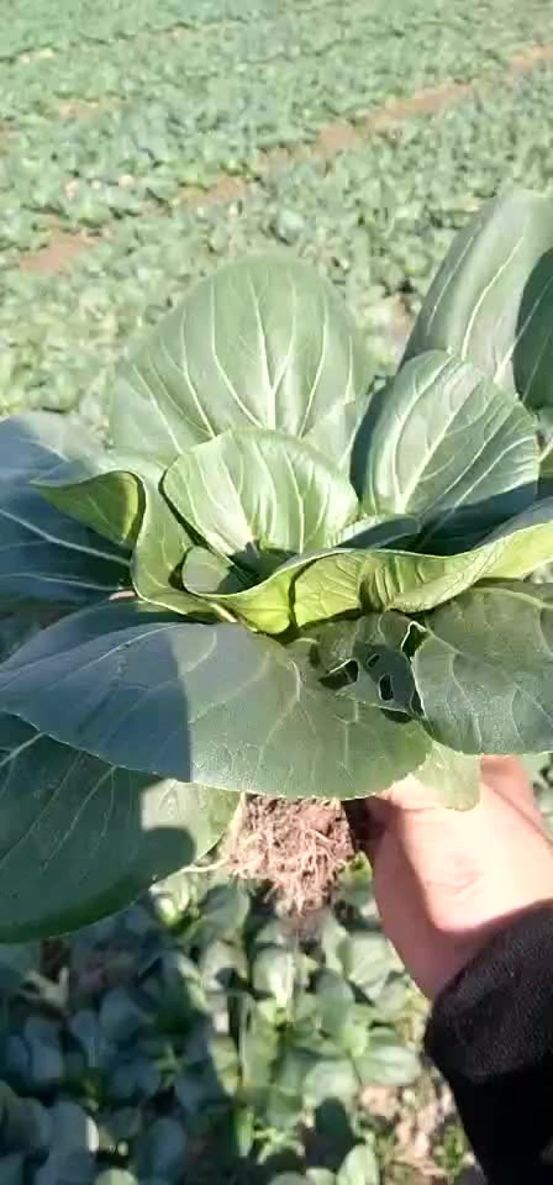 矮脚黑青菜