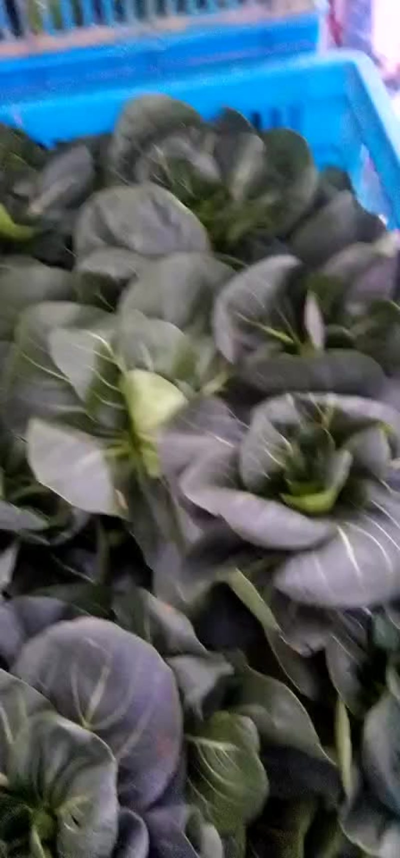 矮脚黑青菜