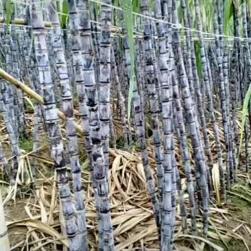 黑皮甘蔗大量上市