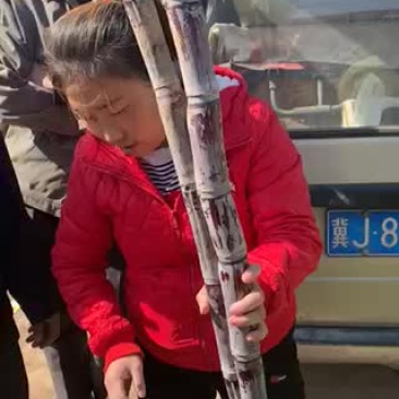 甘蔗