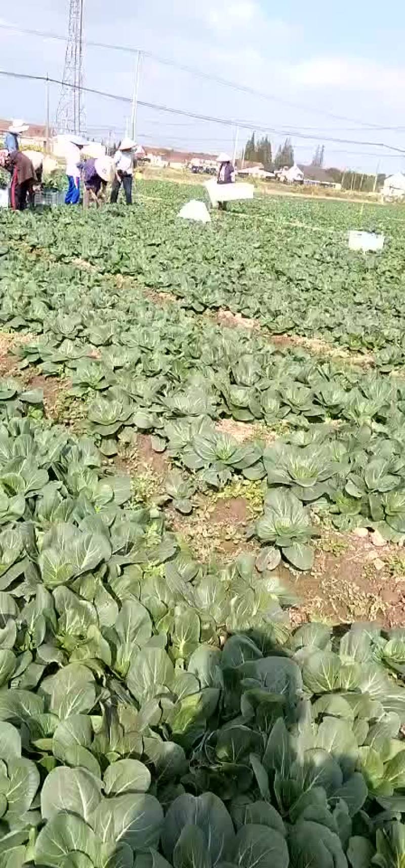 精品矮脚黑青菜