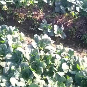 精品矮脚黑青菜