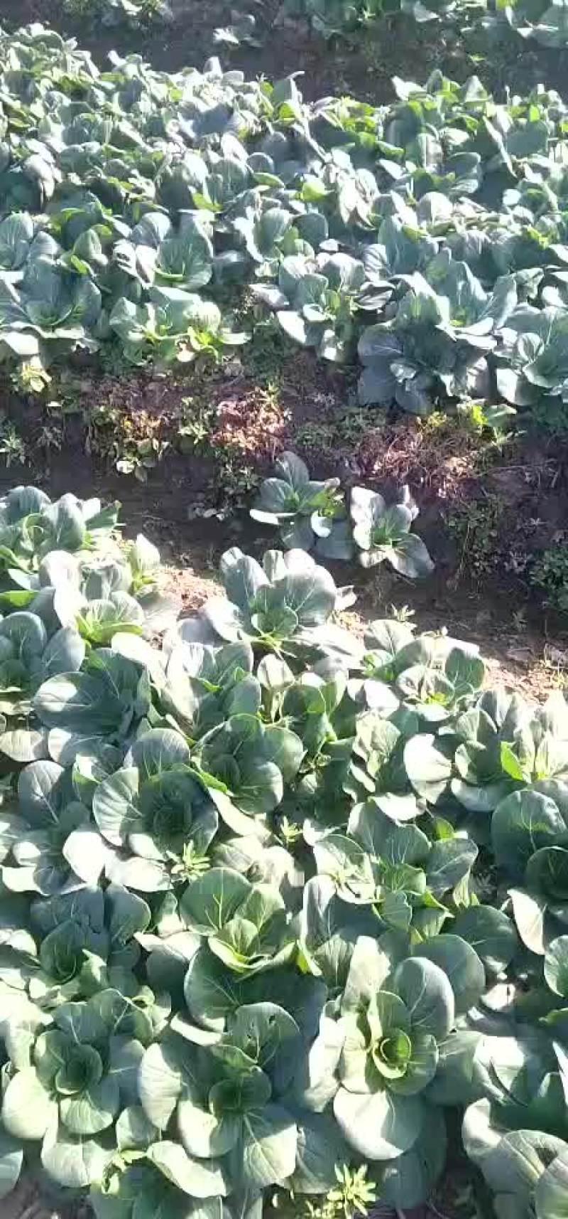 精品矮脚黑青菜