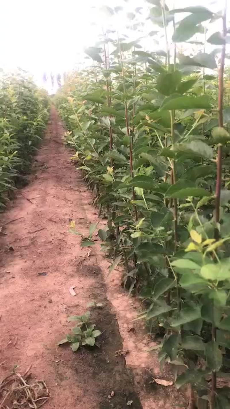 法兰西西梅苗