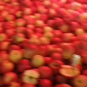 昭通糖心苹果