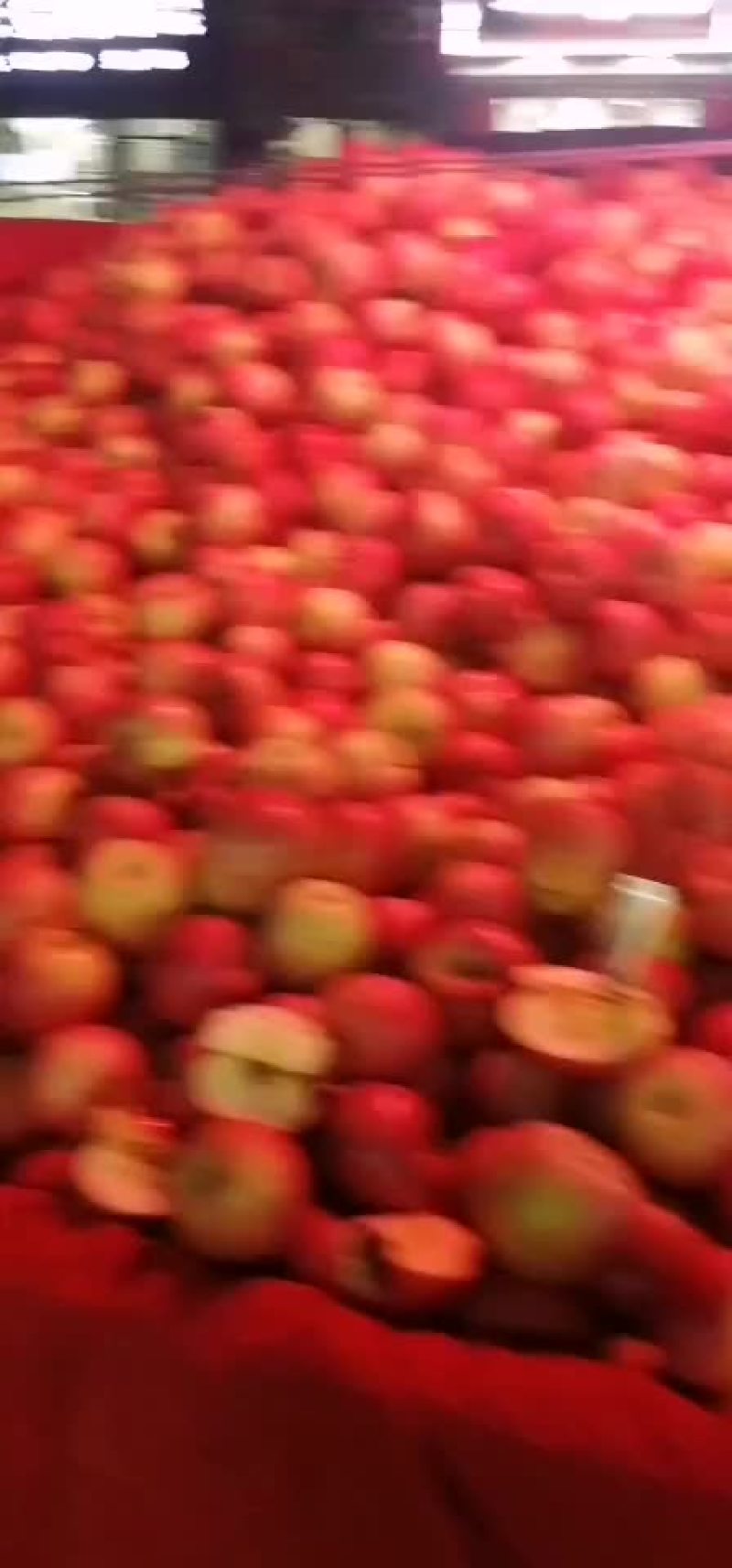 昭通糖心苹果
