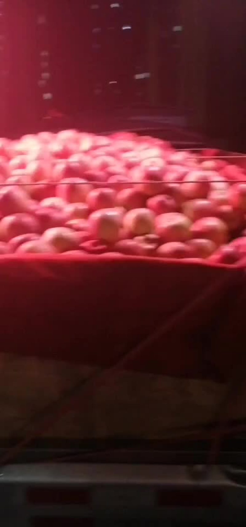 昭通糖心苹果