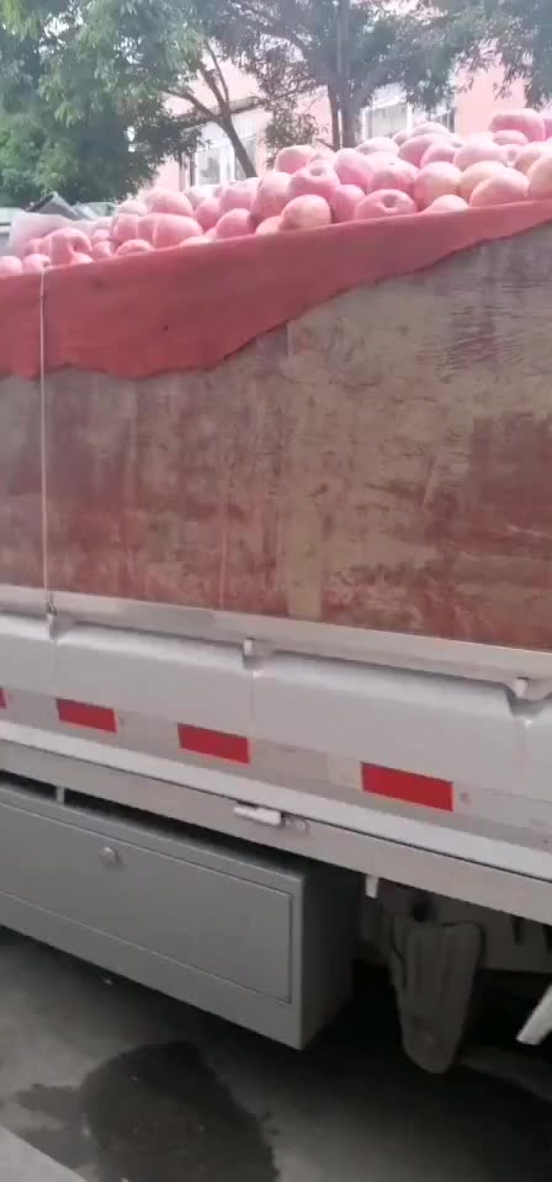 昭通糖心苹果