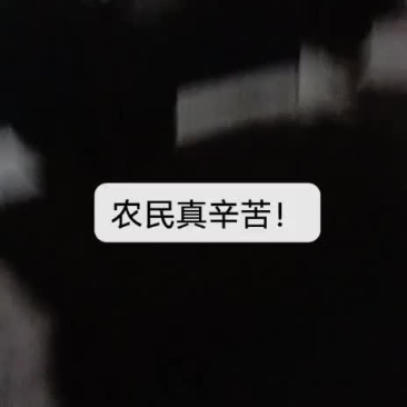 纯沙地九斤黄