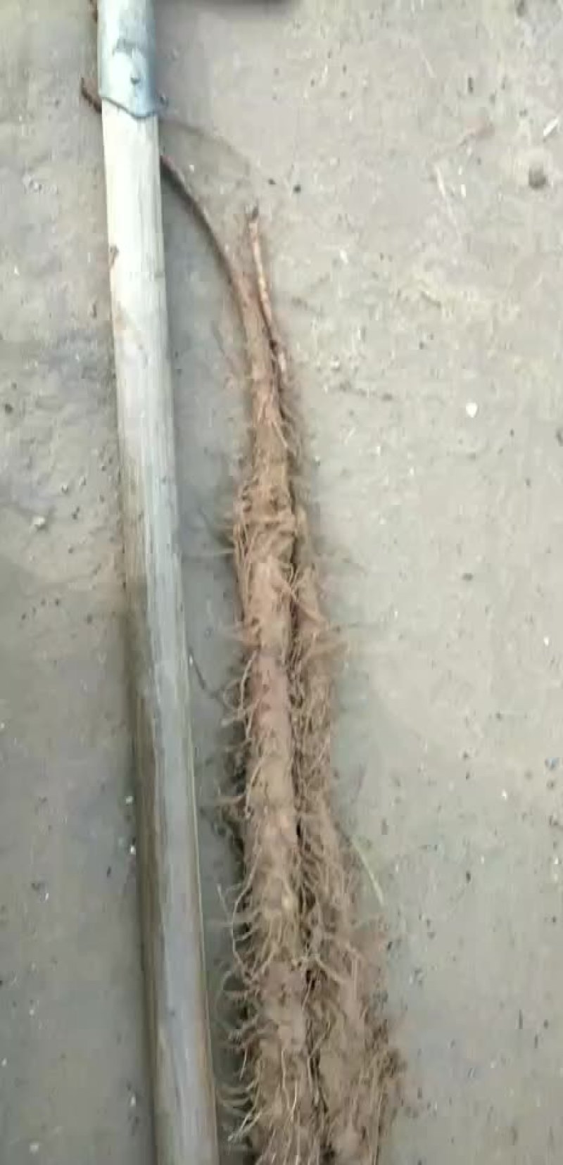 铁棍山药