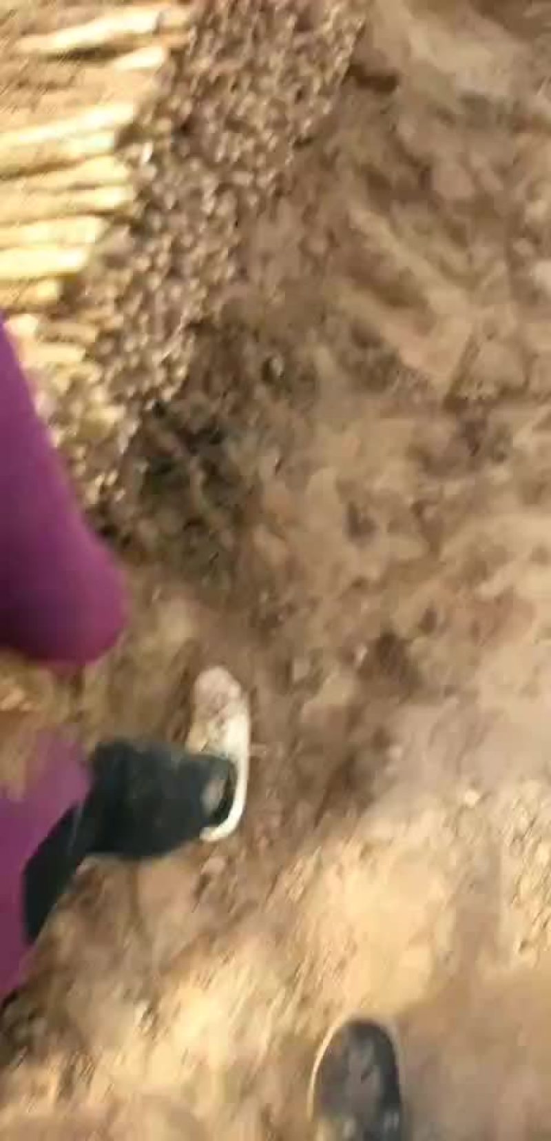铁棍山药
