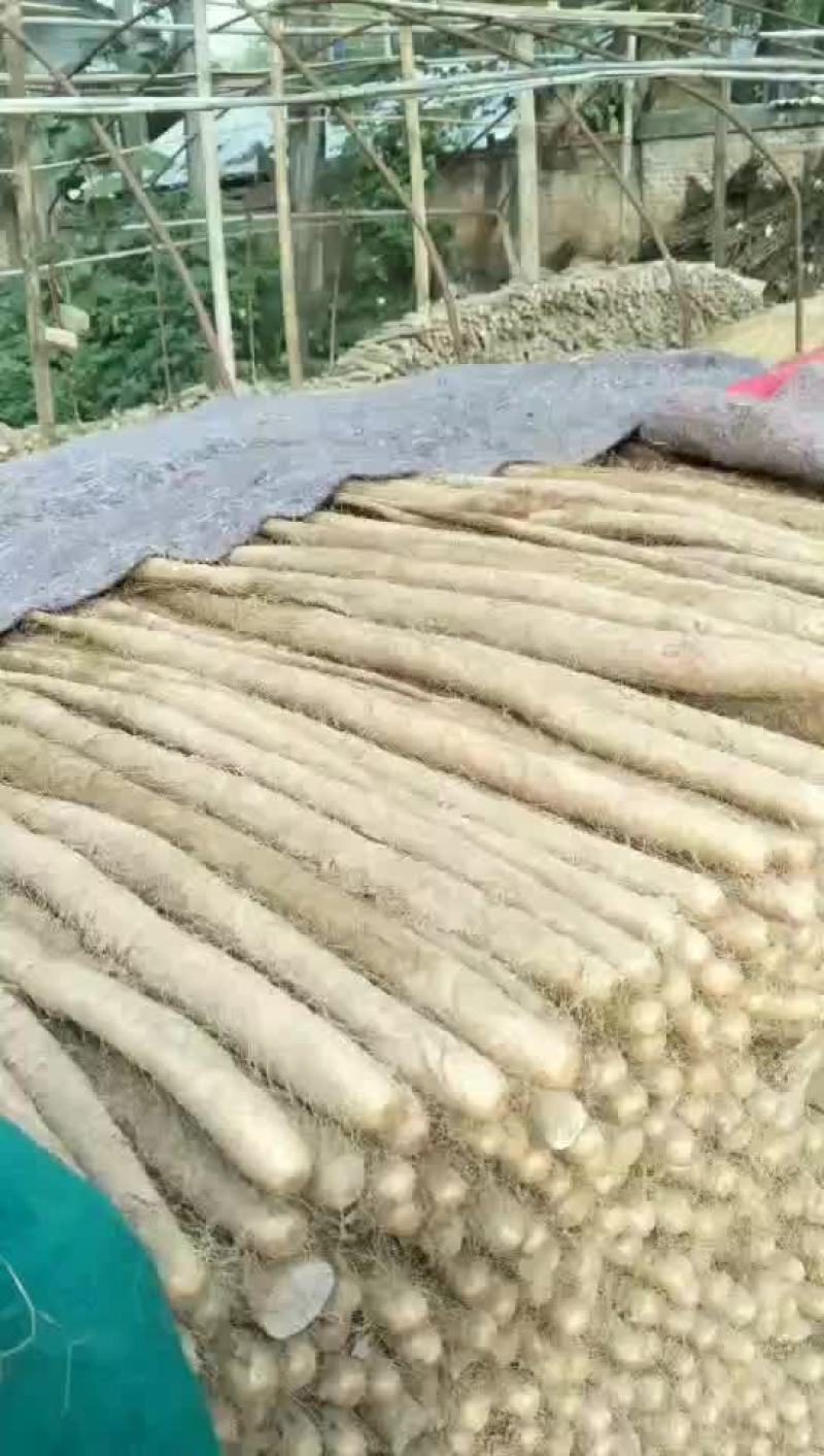 白玉山药五万斤