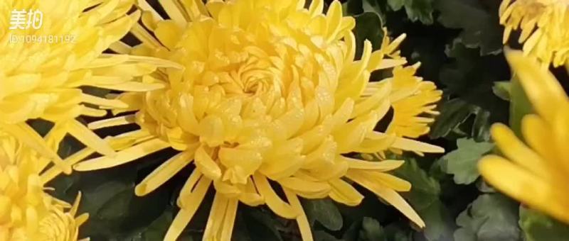 金丝皇菊