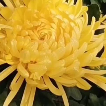 金丝皇菊