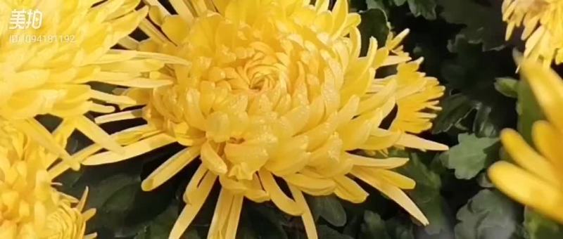 金丝皇菊