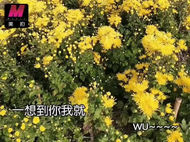 金丝皇菊