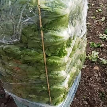 意大利生莱！鸡毛莱