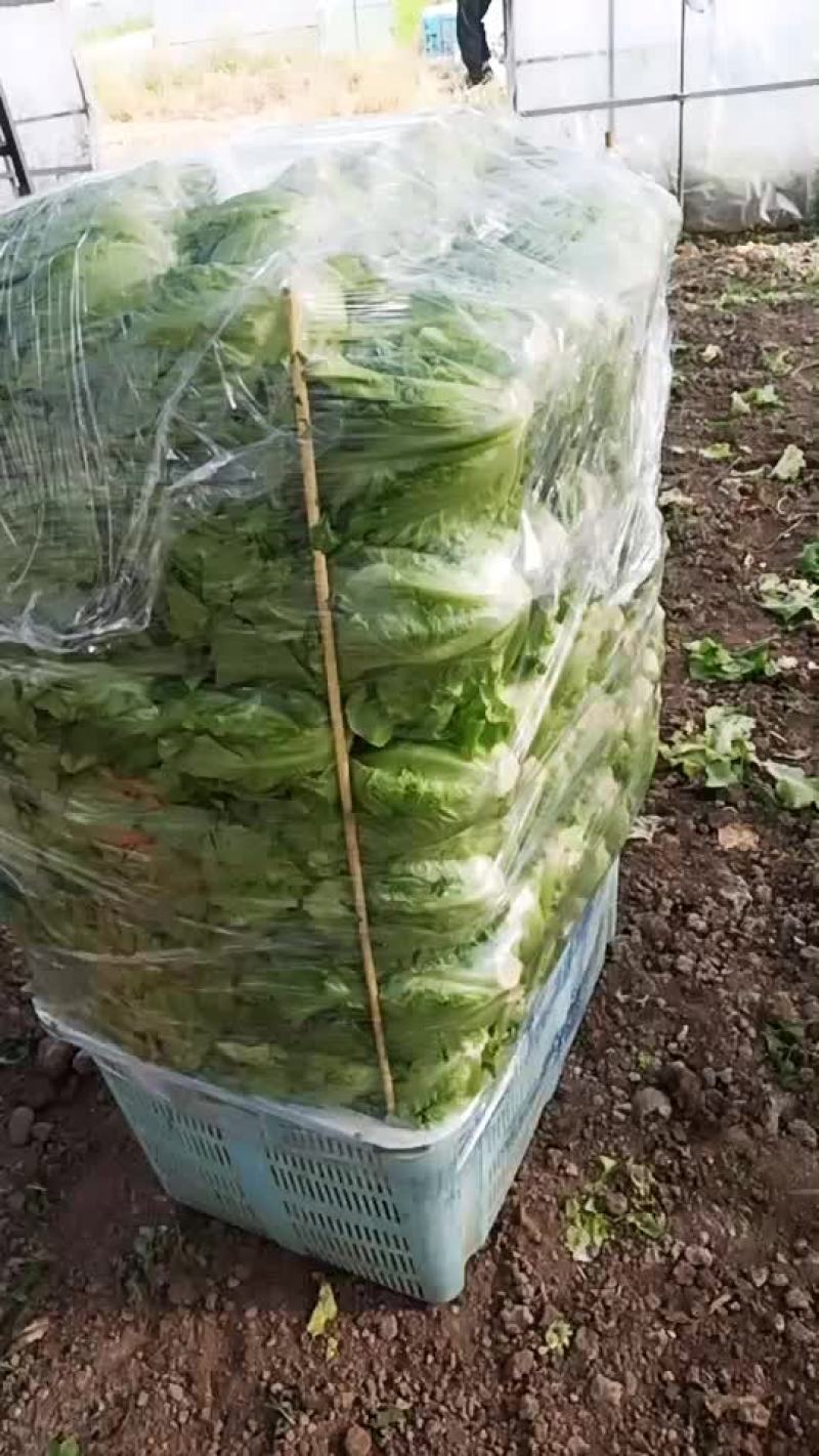 意大利生莱！鸡毛莱