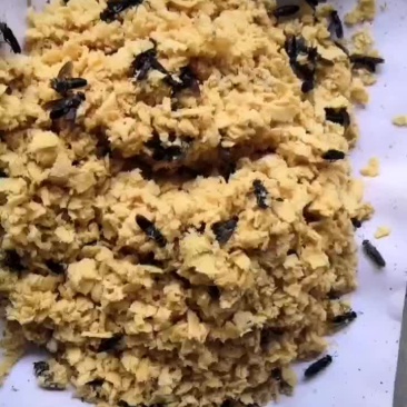 黑水虻虫卵