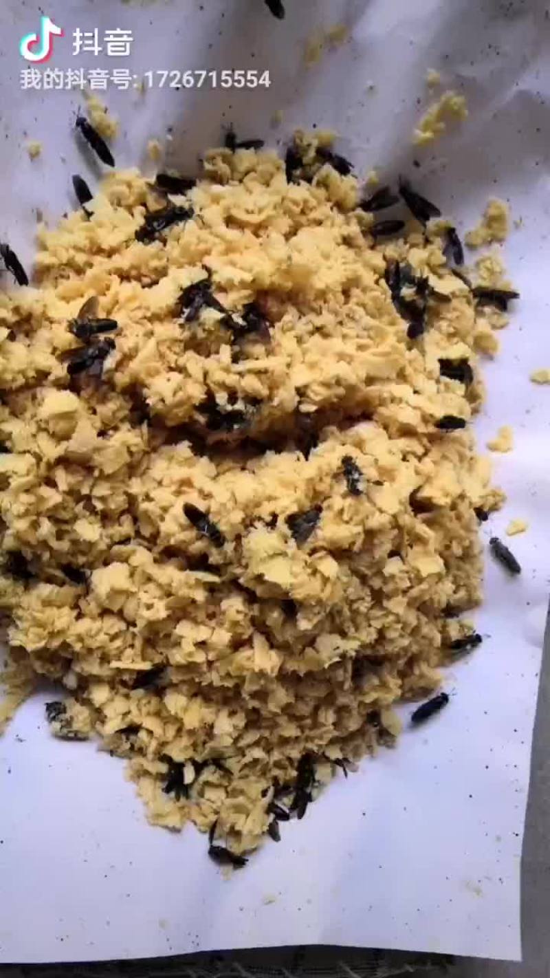 黑水虻虫卵