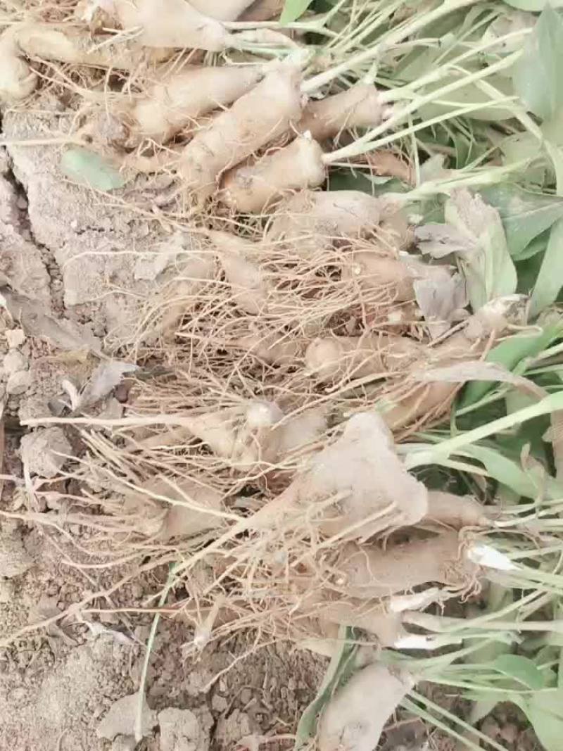 鲜白术