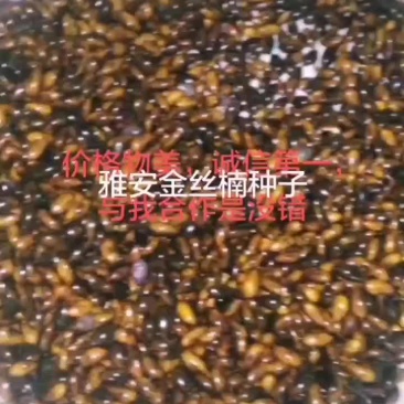 绿化苗木
