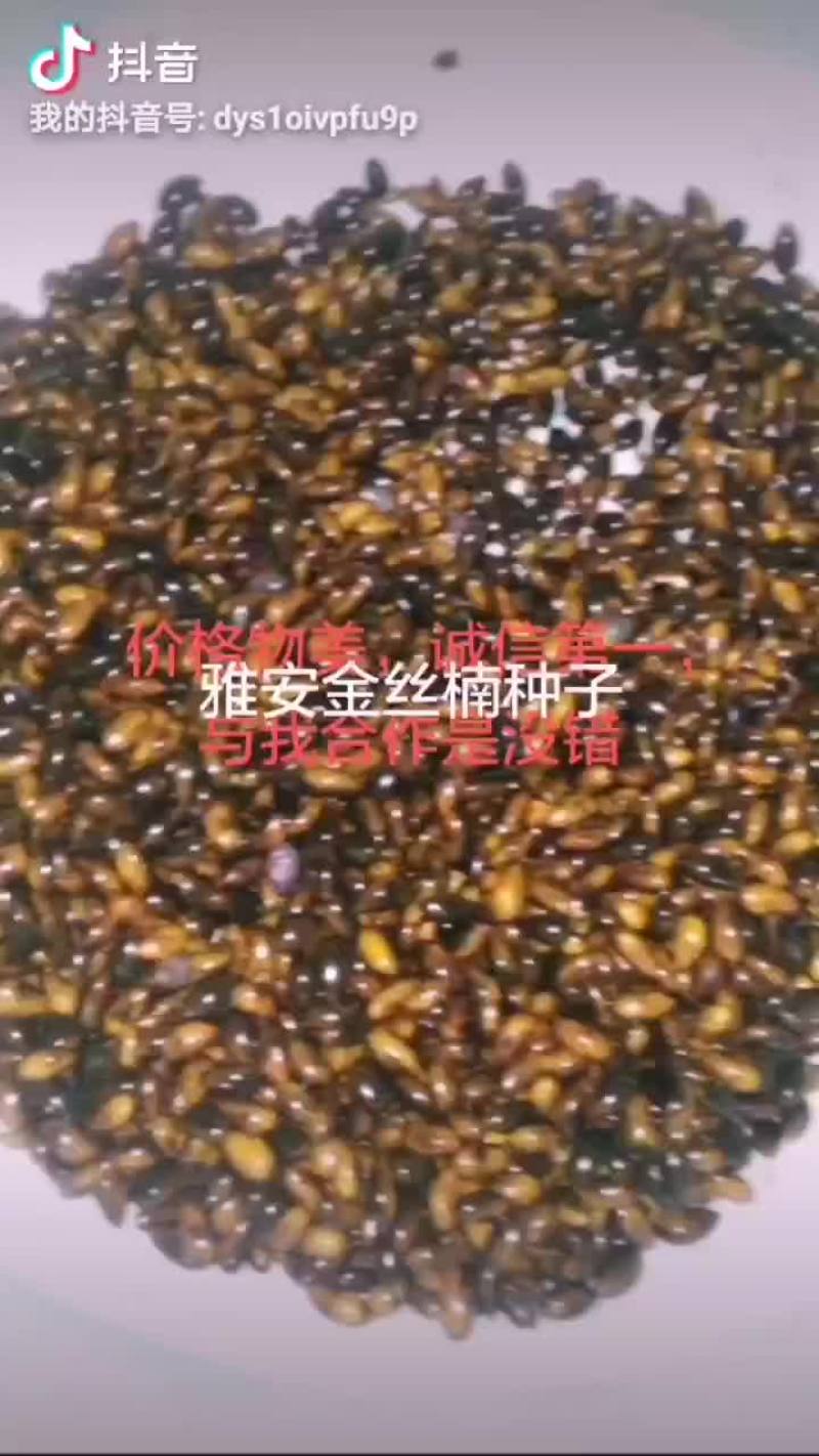 绿化苗木