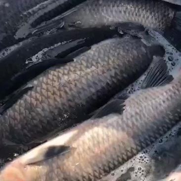 乌青鱼出售