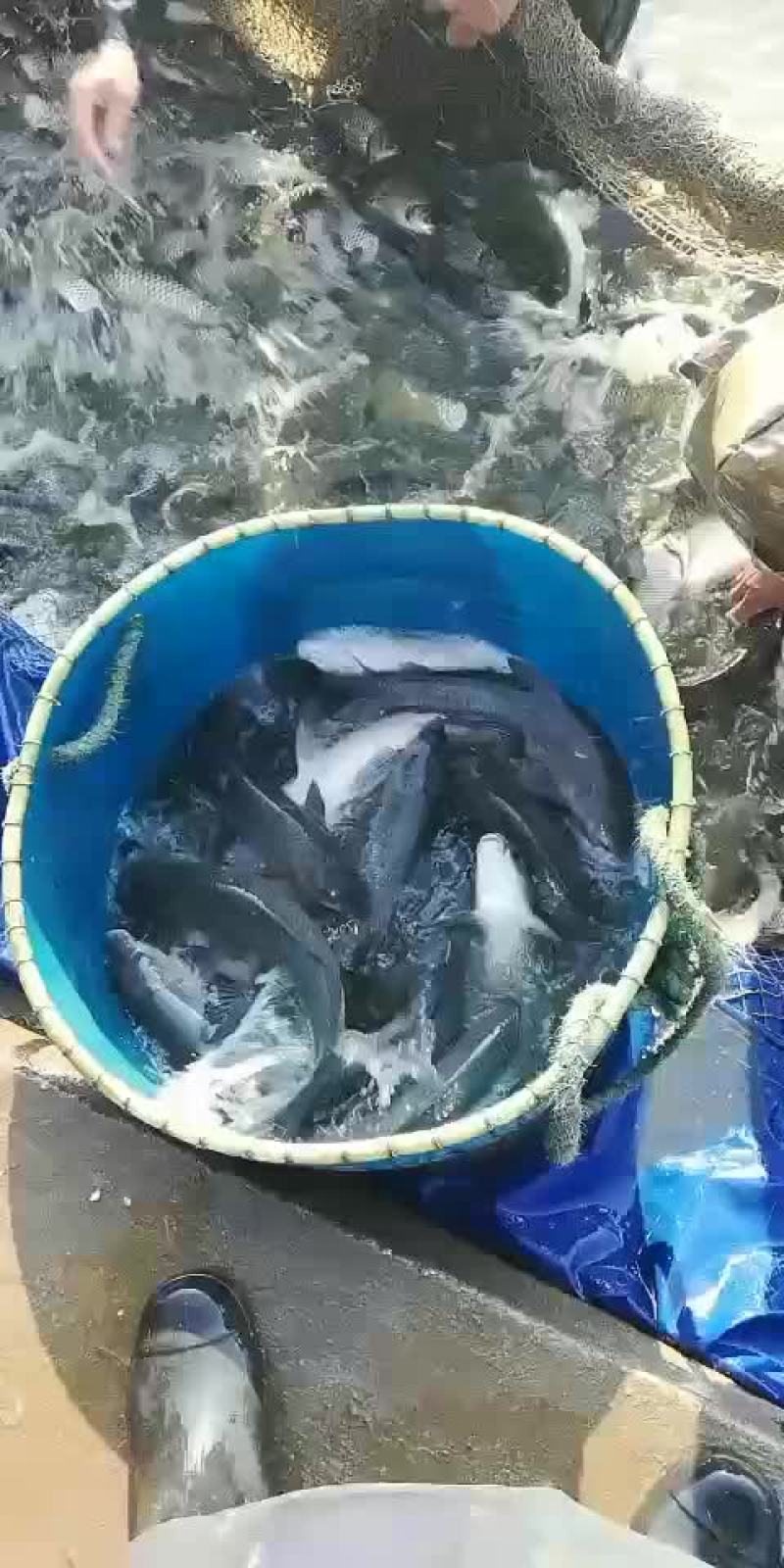 乌青鱼出售