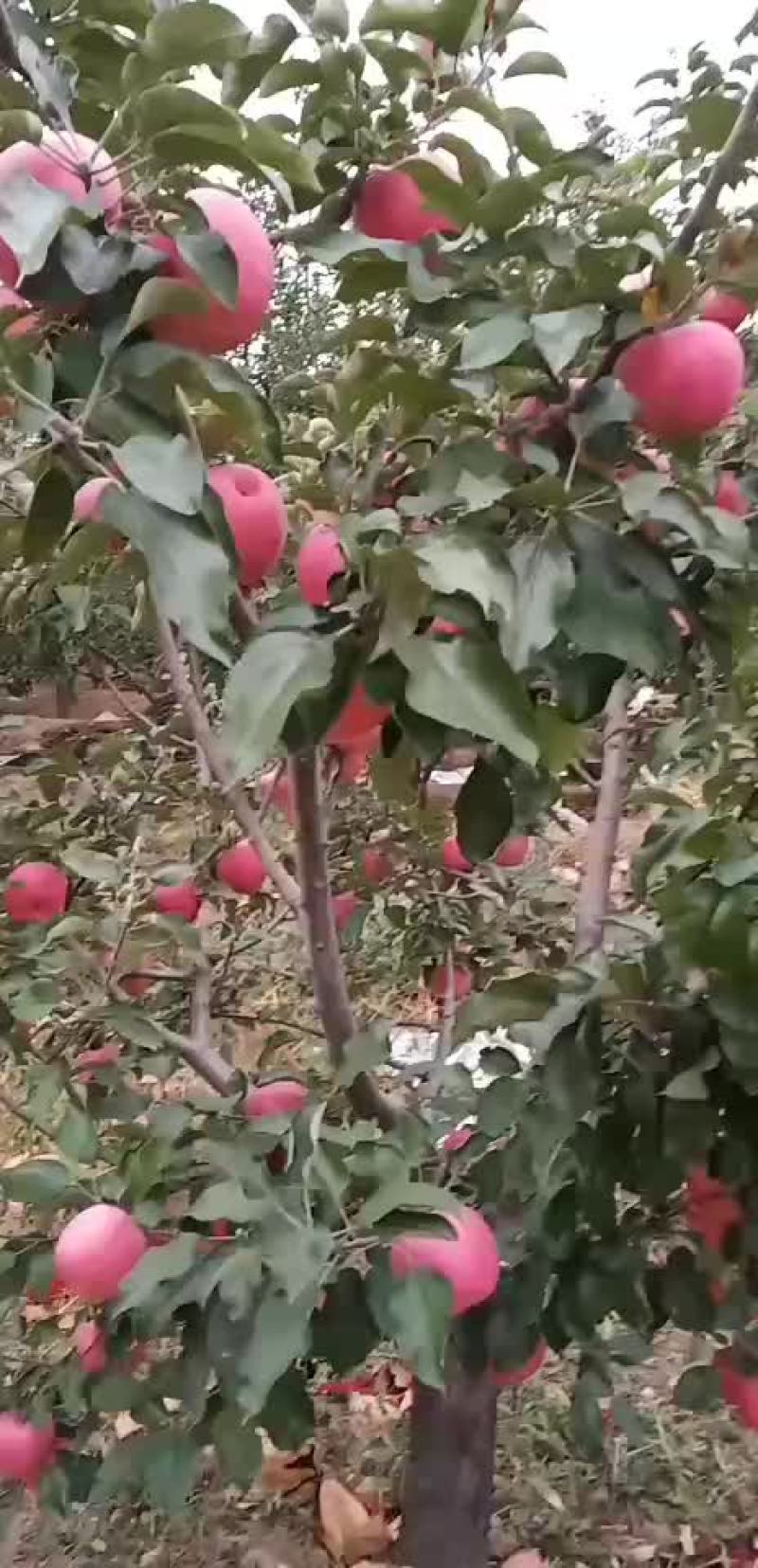 绥中代办