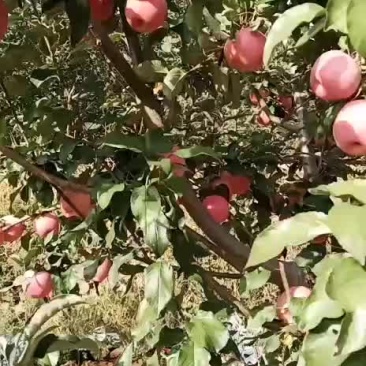 绥中代办