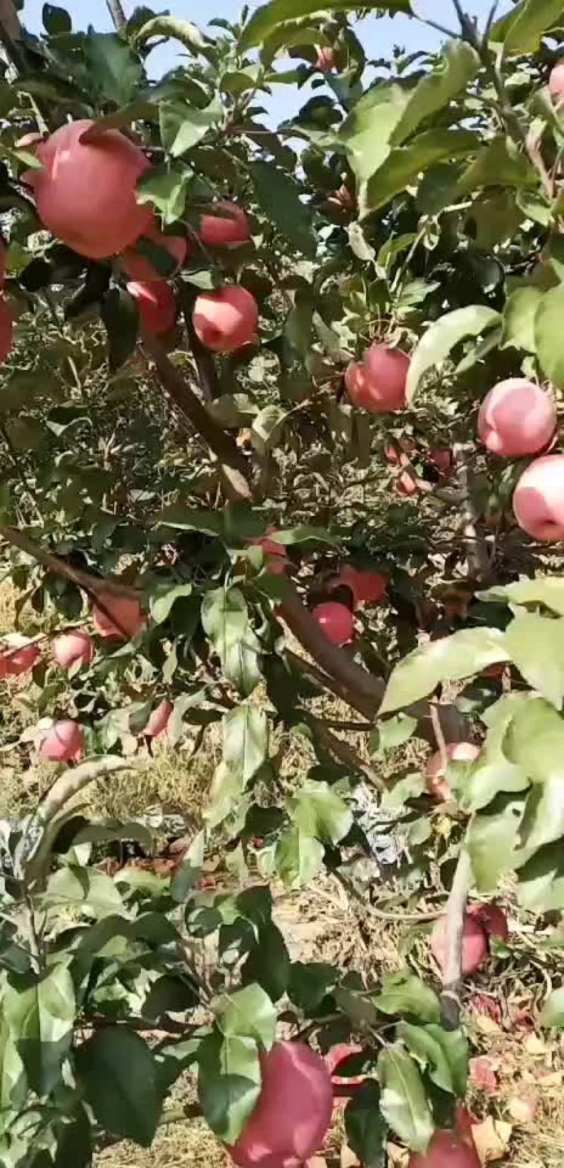 绥中代办